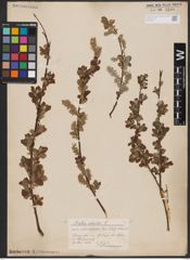 Foto von Salix aurita L.